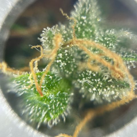 Mamba Negra growlog timeline photo