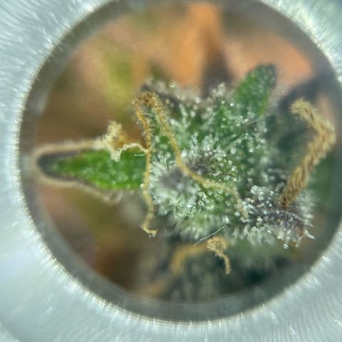 Mamba Negra growlog timeline photo