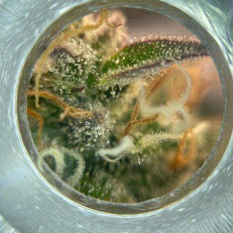 Mamba Negra growlog timeline photo