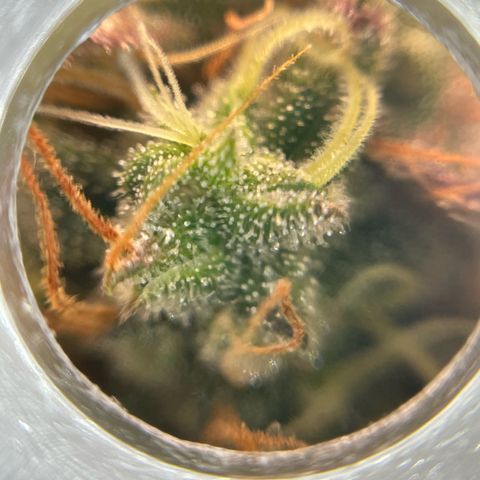 Amnesia Haze growlog timeline photo