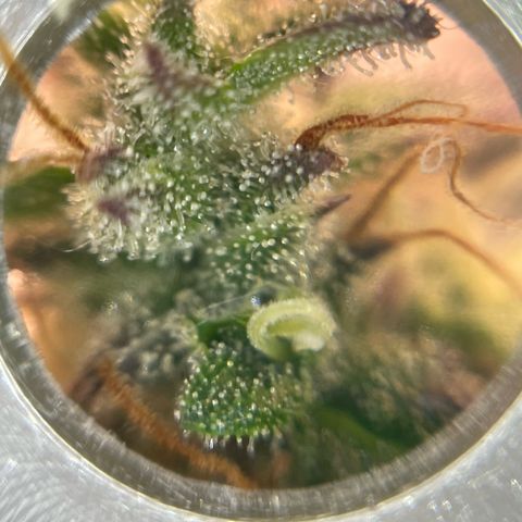 Amnesia Haze growlog timeline photo