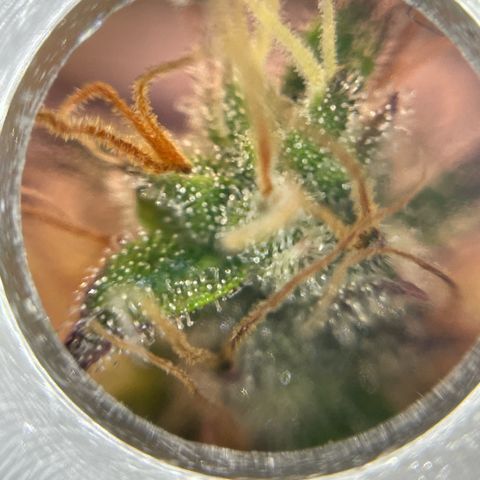 Amnesia Haze growlog timeline photo