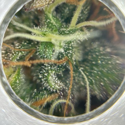Amnesia Haze growlog timeline photo