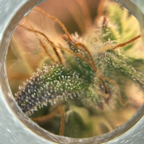 Amnesia Haze growlog timeline photo