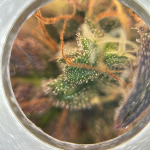 Amnesia Haze growlog timeline photo