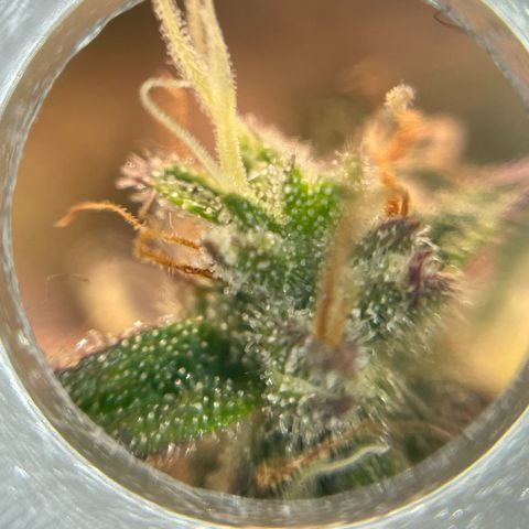 Amnesia Haze growlog timeline photo