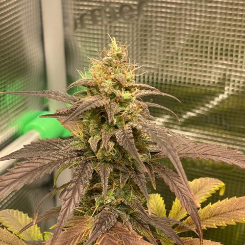 Amnesia Haze growlog timeline photo