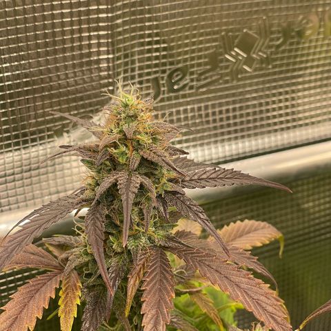 Amnesia Haze growlog timeline photo