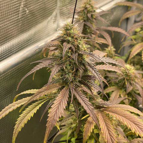 Amnesia Haze growlog timeline photo