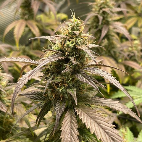 Amnesia Haze growlog timeline photo