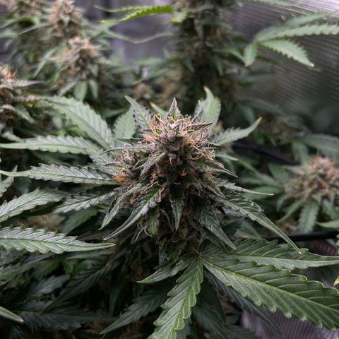 Mamba Negra growlog timeline photo