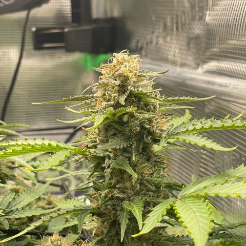 Mamba Negra growlog timeline photo