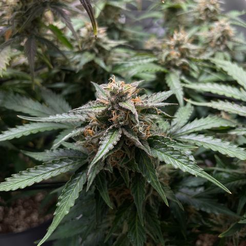 Mamba Negra growlog timeline photo