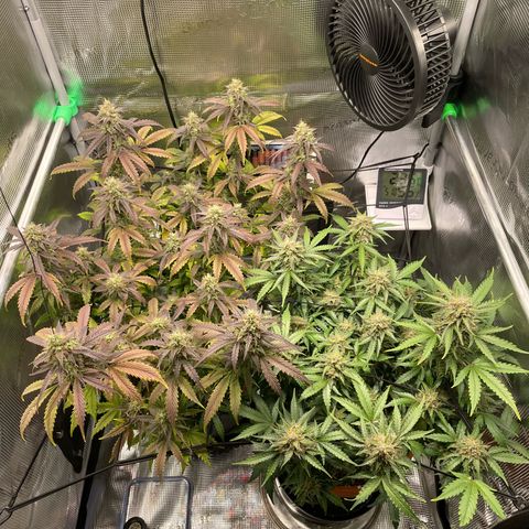 Amnesia Haze growlog timeline photo