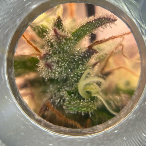 Amnesia Haze growlog timeline photo