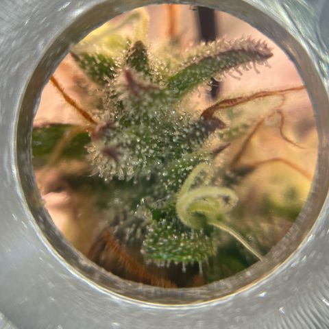 Amnesia Haze growlog timeline photo