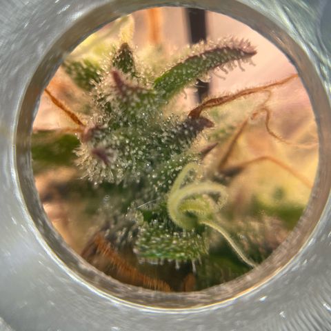 Amnesia Haze growlog timeline photo