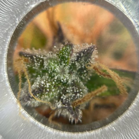 Mamba Negra growlog timeline photo