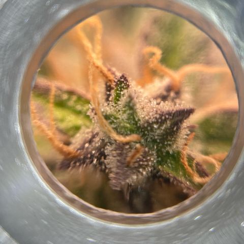Mamba Negra growlog timeline photo