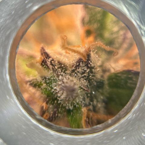 Mamba Negra growlog timeline photo