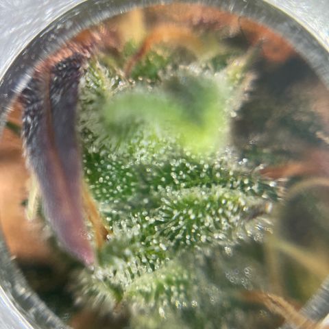 Amnesia Haze growlog timeline photo
