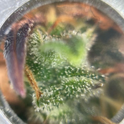 Amnesia Haze growlog timeline photo