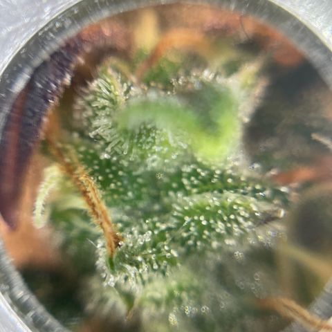 Amnesia Haze growlog timeline photo