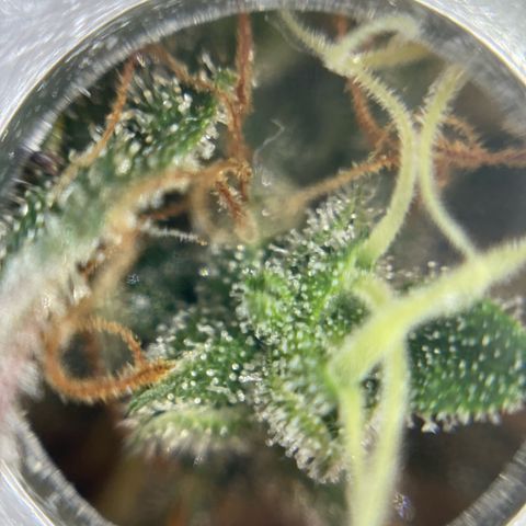 Amnesia Haze growlog timeline photo