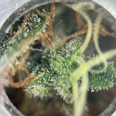 Amnesia Haze growlog timeline photo