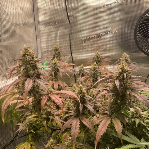 Amnesia Haze growlog timeline photo