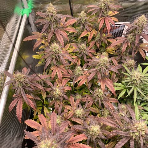 Amnesia Haze growlog timeline photo