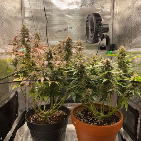 Amnesia Haze growlog timeline photo