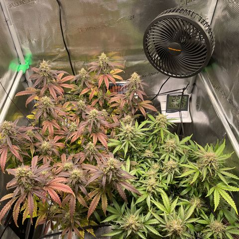 Amnesia Haze growlog timeline photo