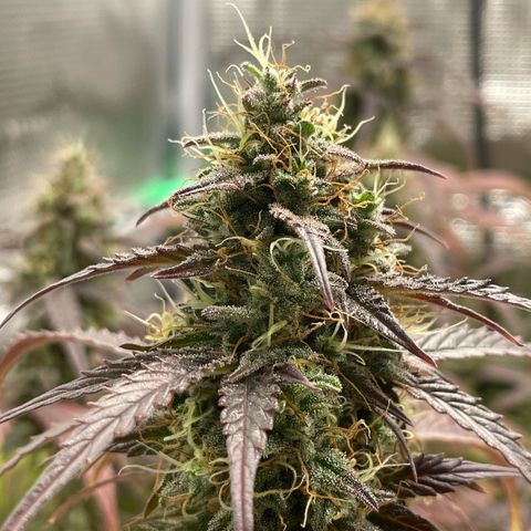 Amnesia Haze growlog timeline photo