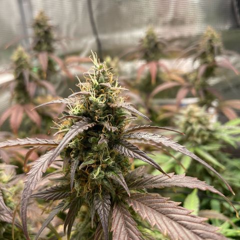 Amnesia Haze growlog timeline photo