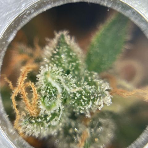 Mamba Negra growlog timeline photo