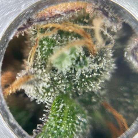 Mamba Negra growlog timeline photo
