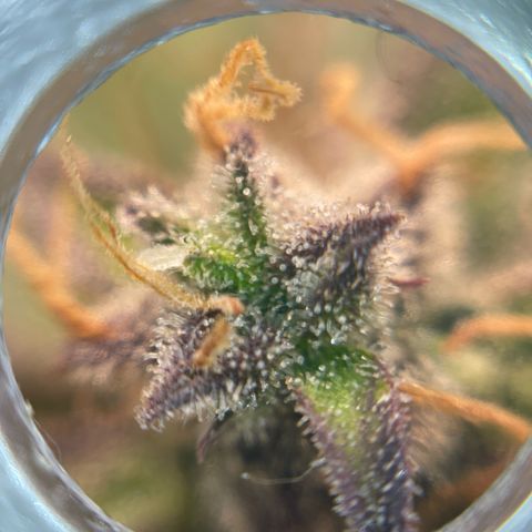 Mamba Negra growlog timeline photo