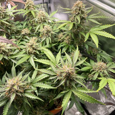 Mamba Negra growlog timeline photo