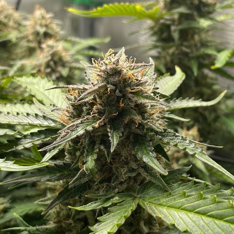 Mamba Negra growlog timeline photo