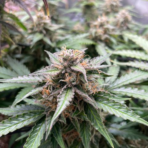 Mamba Negra growlog timeline photo