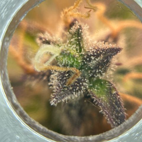Mamba Negra growlog photo: Some amber trichomes are showing