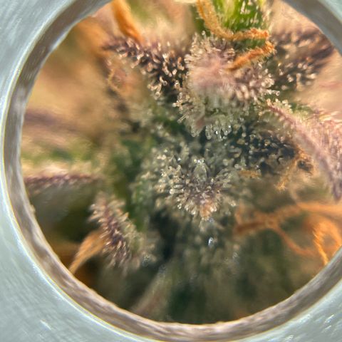 Mamba Negra growlog photo: Some amber trichomes are showing