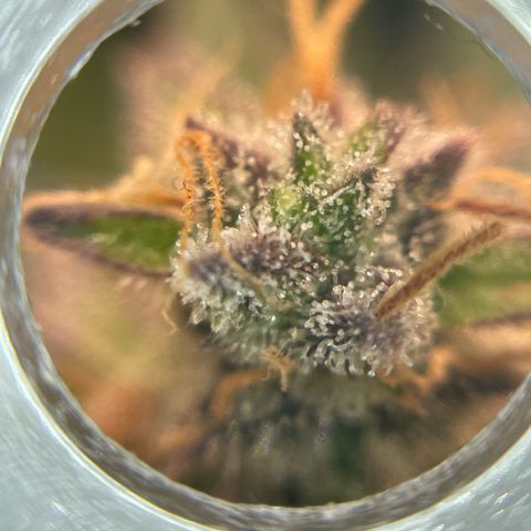 Mamba Negra growlog photo: Some amber trichomes are showing