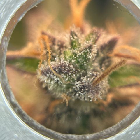 Mamba Negra growlog photo: Some amber trichomes are showing