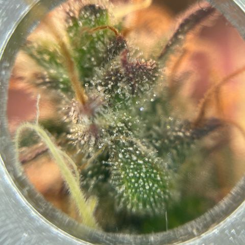 Amnesia Haze growlog photo: Not as many amber trichomes as on the mamba negra but I will chop soon anyways.