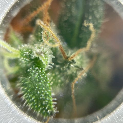 Amnesia Haze growlog photo: Not as many amber trichomes as on the mamba negra but I will chop soon anyways.