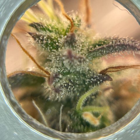 Amnesia Haze growlog photo: Not as many amber trichomes as on the mamba negra but I will chop soon anyways.