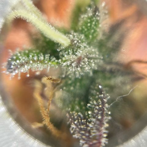Amnesia Haze growlog photo: Not as many amber trichomes as on the mamba negra but I will chop soon anyways.
