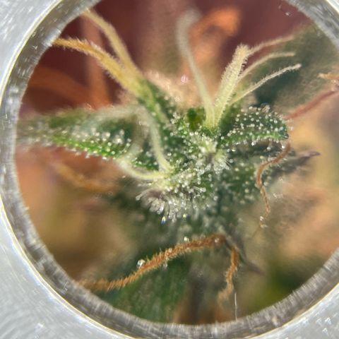Amnesia Haze growlog photo: Not as many amber trichomes as on the mamba negra but I will chop soon anyways.